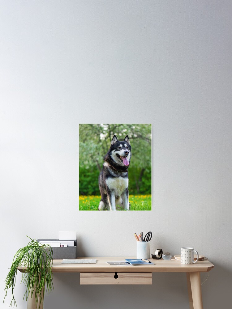 Charming Alaskan Malamute Dog Poster