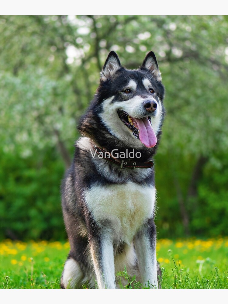 Charming Alaskan Malamute Dog Poster