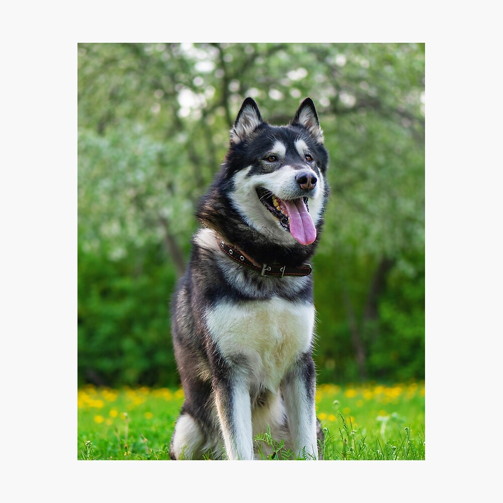 Charming Alaskan Malamute Dog Poster