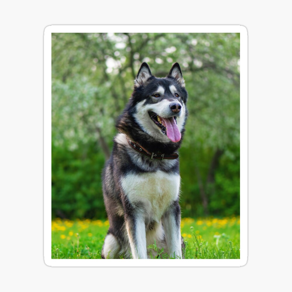 Charming Alaskan Malamute Dog Poster