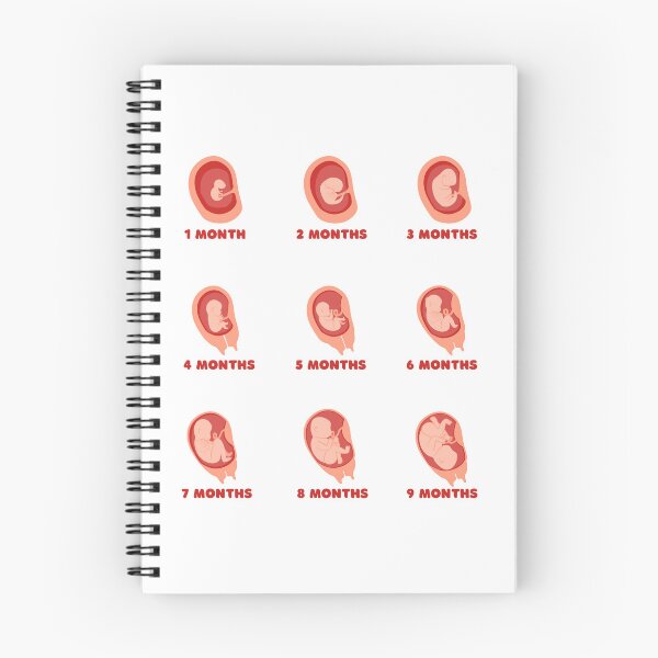 Item preview, Embryo foetus development sticker set for journal and calendar designed and sold by Lady-Frost.