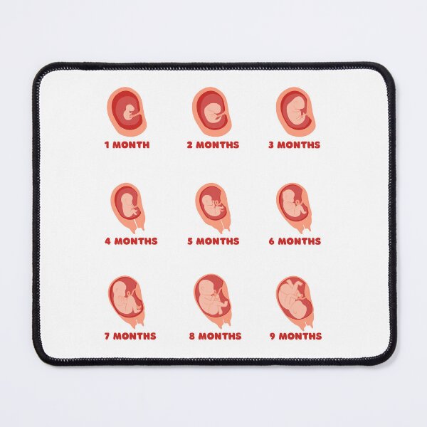 Item preview, Embryo foetus development sticker set for journal and calendar designed and sold by Lady-Frost.