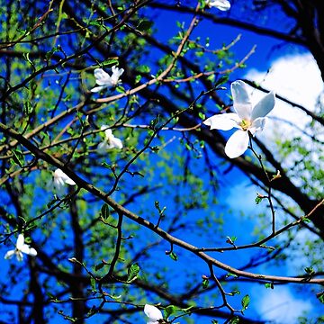 Artwork thumbnail, Spring Sky by Mallorn