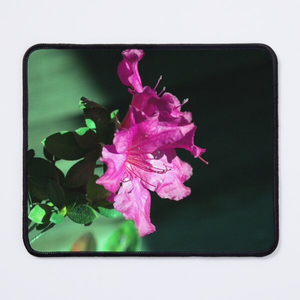 Item preview, Azalea Flowers designed and sold by MercerImages.