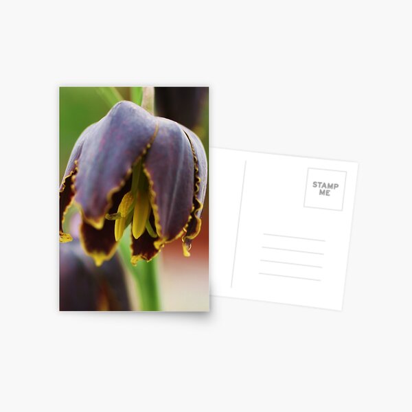 Droopy Postcard