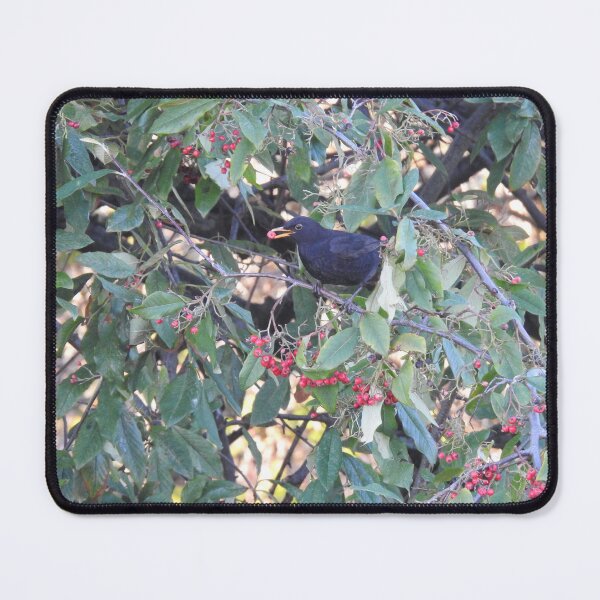 Item preview, Blackbird with red berry in its beak designed and sold by TwistedClassics.
