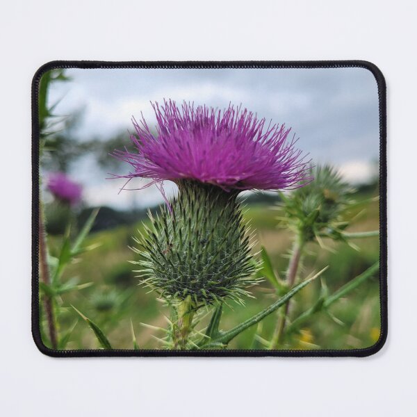 Item preview, A Pink Thistle Blossom designed and sold by MtnAshMan.