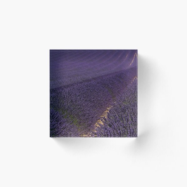 Lavender fields in Alpes de Haute, Provence, Plateau de Valensole in France. Acrylic Block