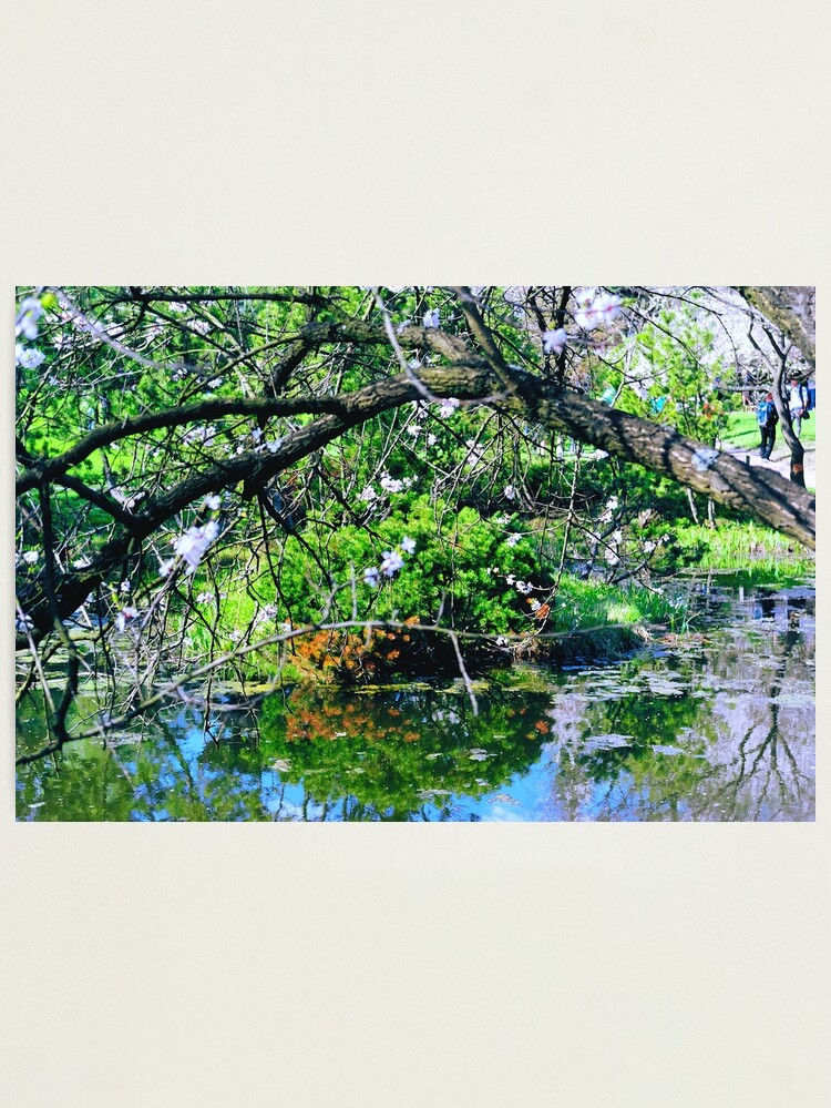 Thumbnail 1 of 3, Photographic Print, May in a Japanese Garden designed and sold by Mallorn.