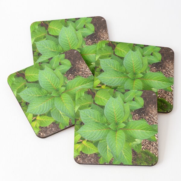 Item preview, Perfect Leaves on a Lush Plant designed and sold by MtnAshMan.