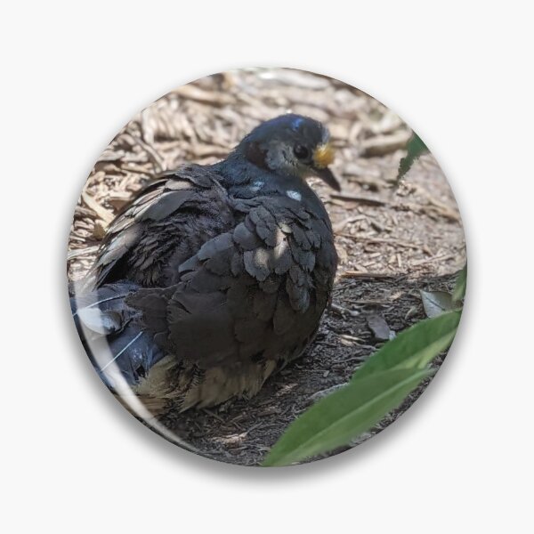 Item preview, Nesting Pigeon designed and sold by TheRealDanniX.