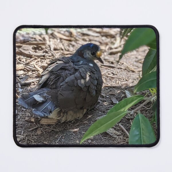 Item preview, Nesting Pigeon designed and sold by TheRealDanniX.