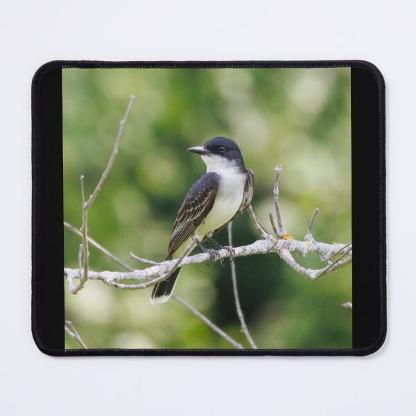 Item preview, Eastern Kingbird designed and sold by Now Loading....