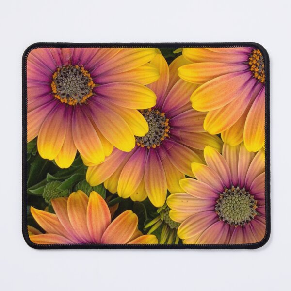Item preview, Osteospermum Flowers in Full Bloom designed and sold by samutsariatbpa.