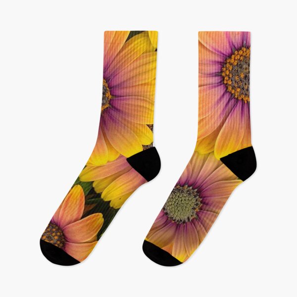 Item preview, Osteospermum Flowers in Full Bloom designed and sold by samutsariatbpa.