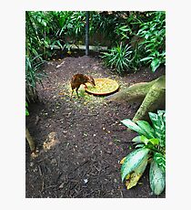 Animal Feeding At The Zoo Photographic Print