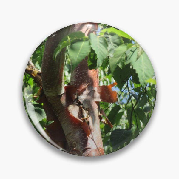 Item preview, Acer griseum - Paperbark Maple designed and sold by lezvee.