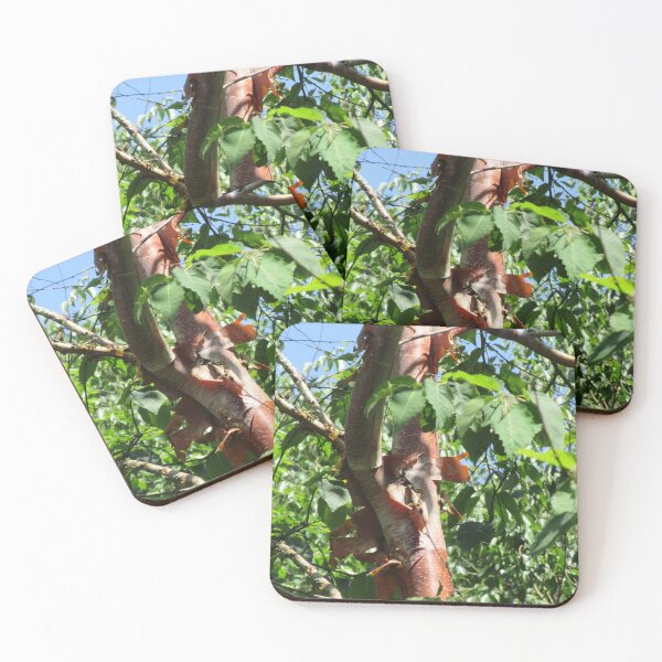 Item preview, Acer griseum - Paperbark Maple designed and sold by lezvee.