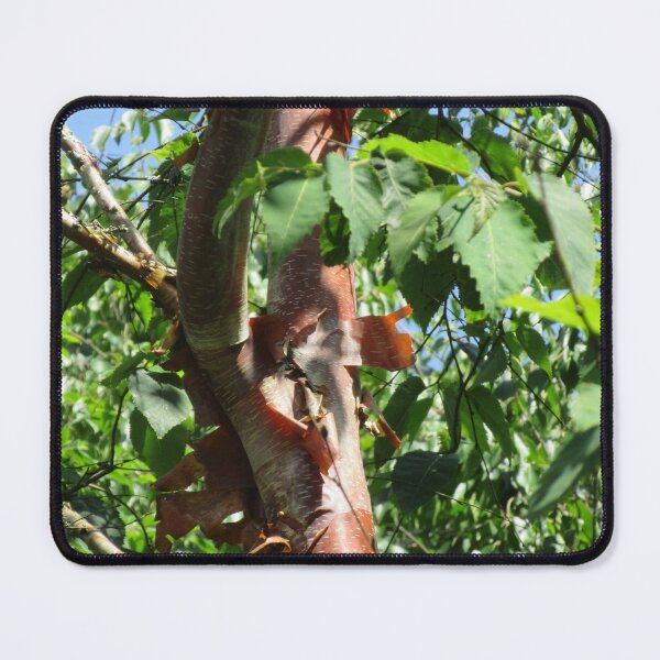Item preview, Acer griseum - Paperbark Maple designed and sold by lezvee.