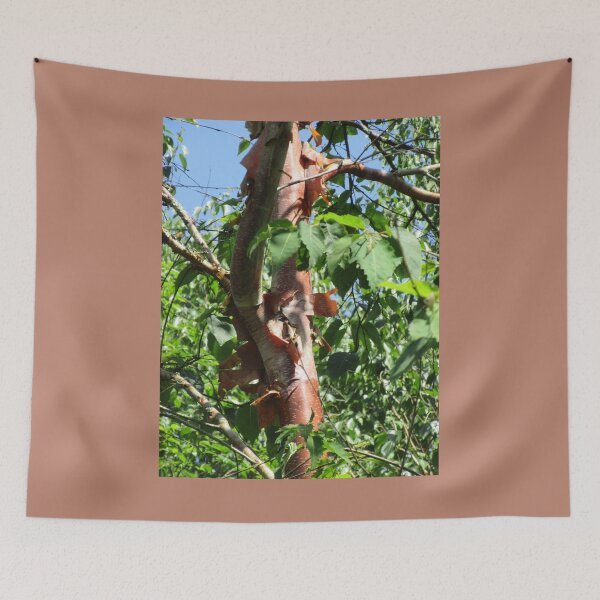 Item preview, Acer griseum - Paperbark Maple designed and sold by lezvee.