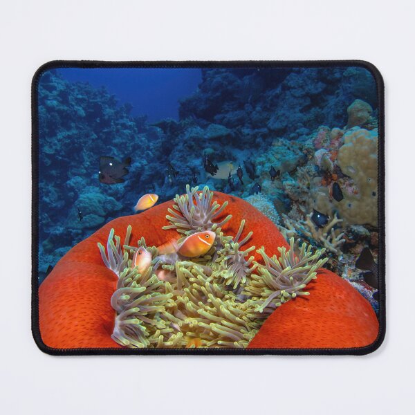 Item preview, Anemone fish in large orange sea anemone designed and sold by slonchak.