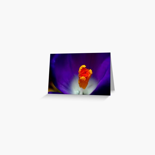 Crocus in Macro Greeting Card
