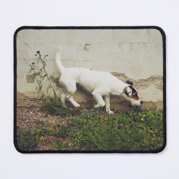 Item preview, White terrier sniffing around the concrete wall designed and sold by riku05830.