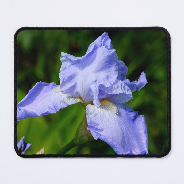 Item preview, Purple Iris - Iris Versicolor designed and sold by Dorset Girl.