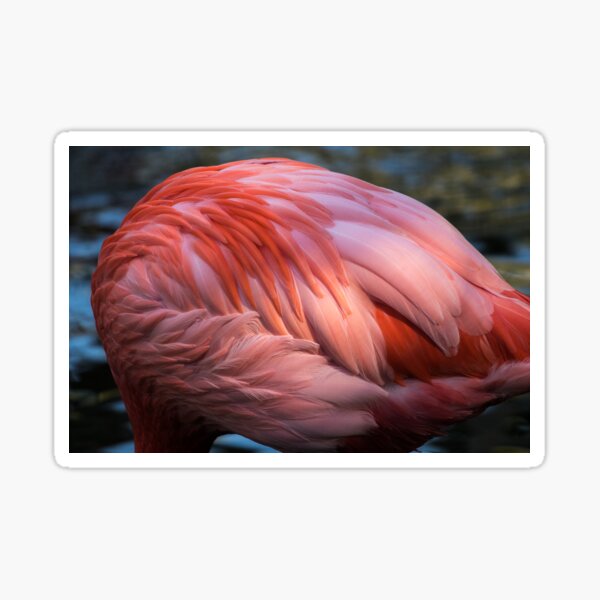 Closeup Flamingo Feathers Sticker