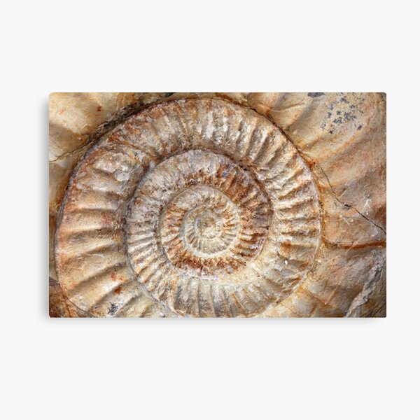 Ammonite Canvas Print