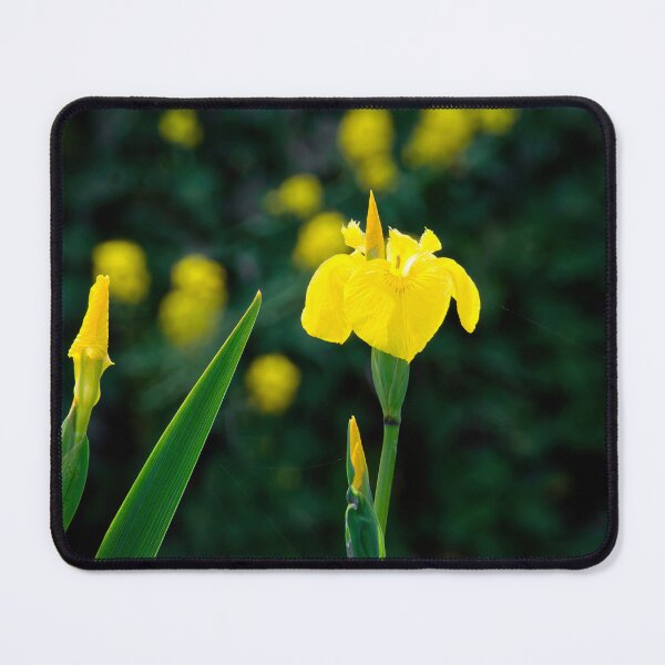 Item preview, Yellow Flag Iris - Iris Pseudacorus designed and sold by Dorset Girl.