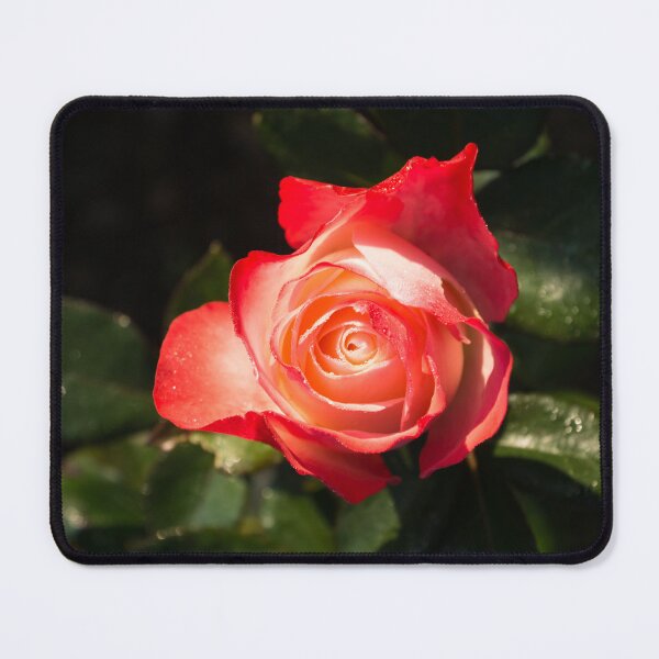 Item preview, Lovely Bicolor Rose Bud with Raindrops designed and sold by Georgia Mizuleva.