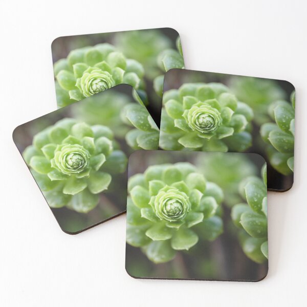 Item preview, Nature Geometry Aeonium Succulent designed and sold by PhotosByVille.