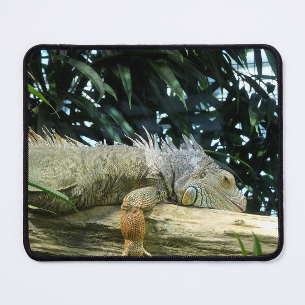 Item preview, Relaxing green iguana designed and sold by ChicVoyagePics.