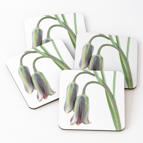 Item preview, Fritillaria elwesii  Fritillary  designed and sold by Chris Burrows.