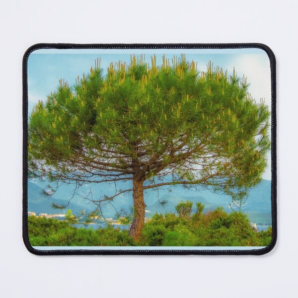 Item preview, Umbrella pine in SAINT-FLORENT (CORSICA) designed and sold by MarieClaude1954.