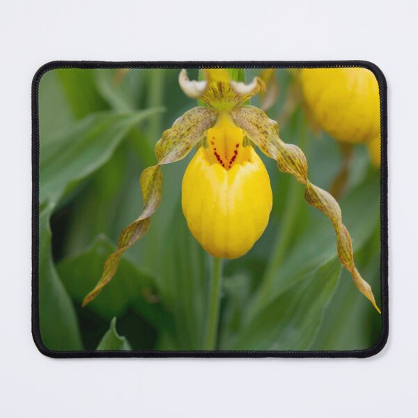 Item preview, yellow lady slipper flower designed and sold by sarahjeanphoto.
