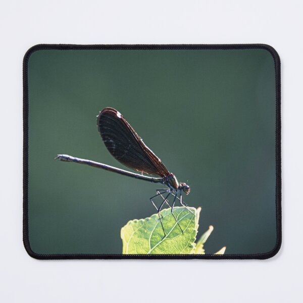 Item preview, Appreciating the little things in life designed and sold by Golub-Bella.