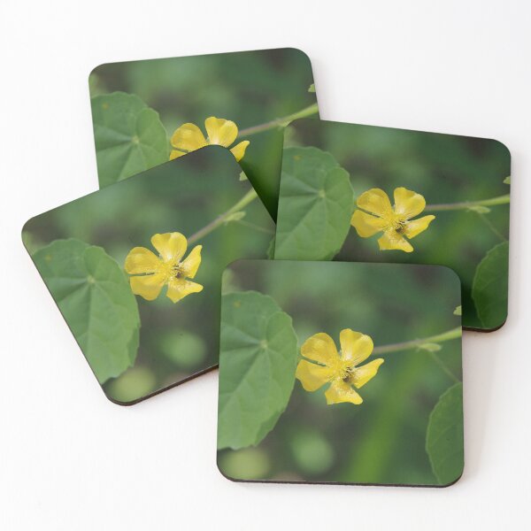 Item preview, Indian Mallow (Abutilon indicum) in Cebu, Philippines designed and sold by The Botanical Jason.
