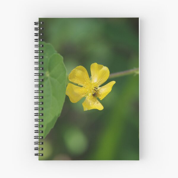 Item preview, Indian Mallow (Abutilon indicum) in Cebu, Philippines designed and sold by The Botanical Jason.