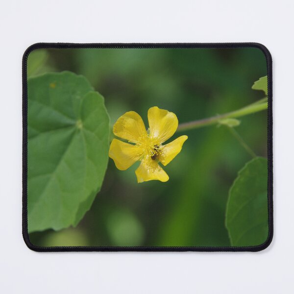 Item preview, Indian Mallow (Abutilon indicum) in Cebu, Philippines designed and sold by The Botanical Jason.