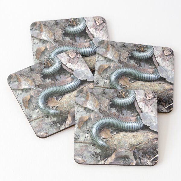Item preview, Acladocricus major (Bohol Giant Forest Millipede), Philippines designed and sold by The Botanical Jason.