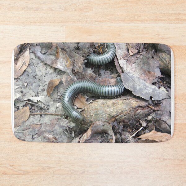 Item preview, Acladocricus major (Bohol Giant Forest Millipede), Philippines designed and sold by The Botanical Jason.