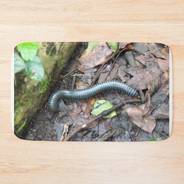 Item preview, Acladocricus major (Bohol Giant Forest Millipede), Philippines designed and sold by The Botanical Jason.