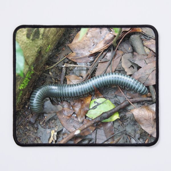 Item preview, Acladocricus major (Bohol Giant Forest Millipede), Philippines designed and sold by The Botanical Jason.