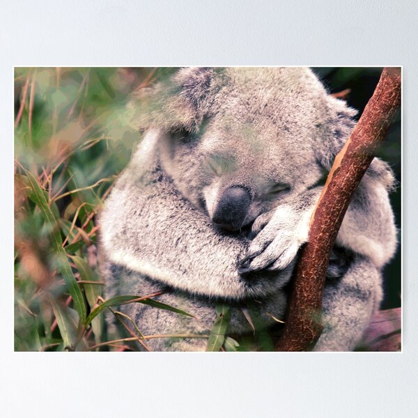 Koala #14 Poster