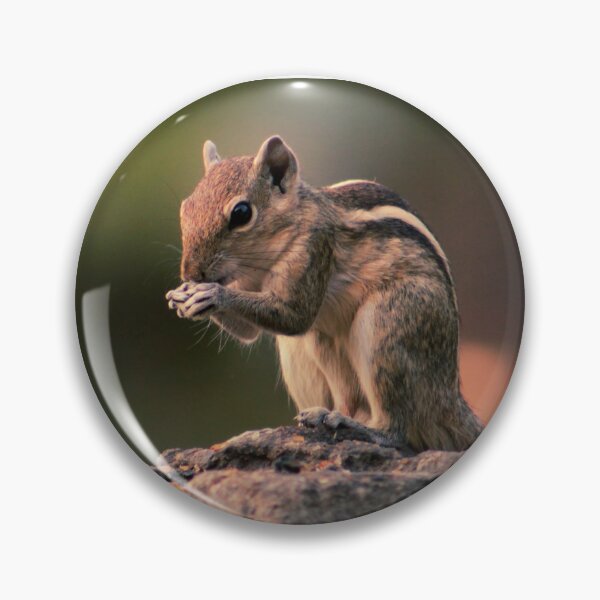 Item preview, Squirrel #1 designed and sold by KingdomWildlife.