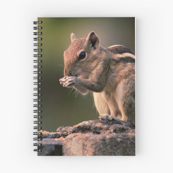 Item preview, Squirrel #1 designed and sold by KingdomWildlife.