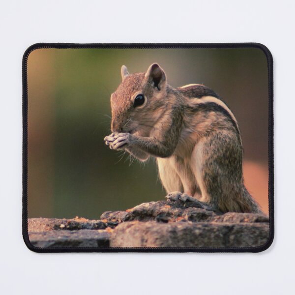 Item preview, Squirrel #1 designed and sold by KingdomWildlife.