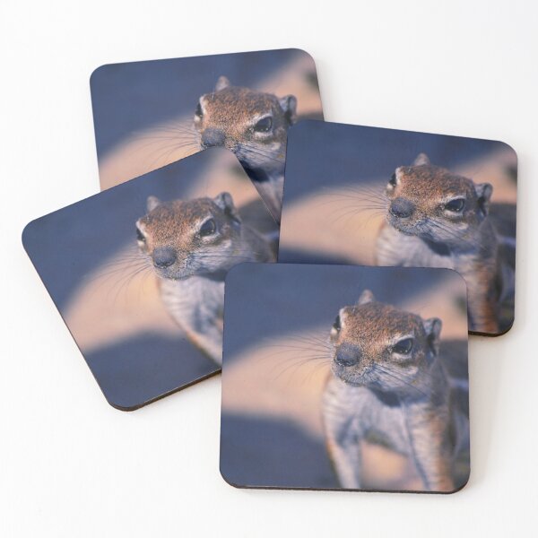 Item preview, Squirrel #11 designed and sold by KingdomWildlife.